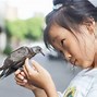 Mimpi Burung Cantik